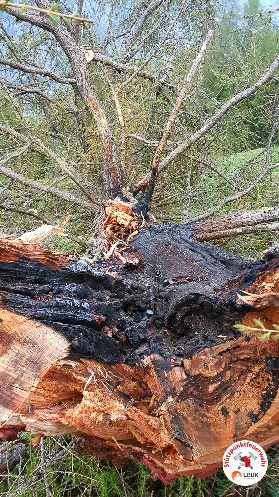 Baumbrand Meschleralp